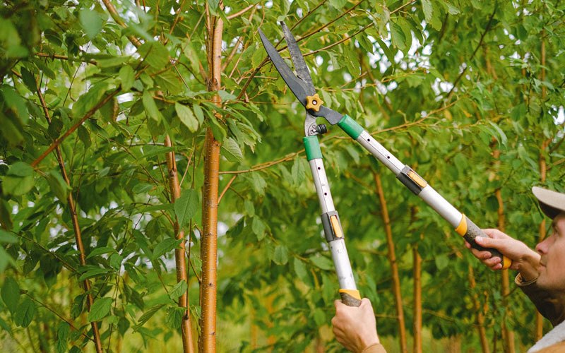 Tree trimming in York, ND