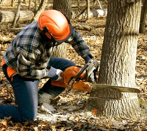 Tree Removal in York, ND